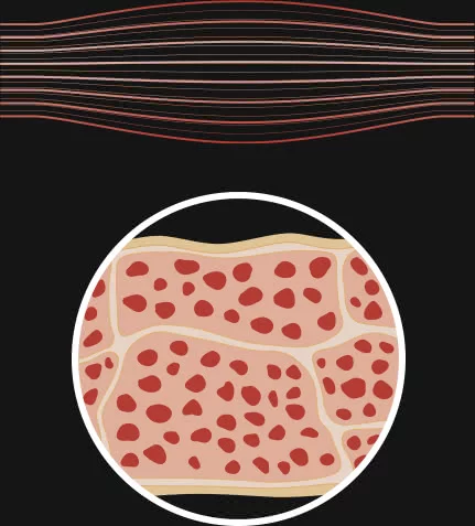 30% to 40% of the body is made of muscles