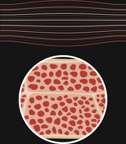 30% to 40% of the body is made of muscles